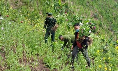 Điện Biên: Vào tận núi sâu trồng hơn 3.000 cây thuốc phiện 