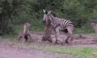 Video: Cận kề cái chết, ngựa vằn tử chiến 5 con linh cẩu háu đói để giành giật sự sống