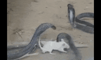Video: Bị quây chặt, chuột bạch bất ngờ phản đòn, cắn nát đầu rắn hổ mang chúa cực độc
