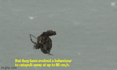 Video: Nhện đực lách người phóng như bay, thoát cảnh bị bạn tình ăn thịt