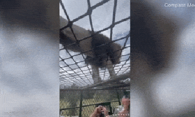 Video: Rợn người cảnh sư tử háu đói tranh thức ăn ngay trên đầu người