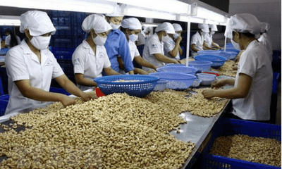 100 container hạt điều bị mất kiểm soát khi xuất khẩu sang Italia được trả lại cho doanh nghiệp Việt