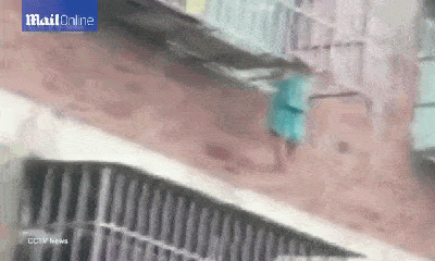 Video: Thót tim cảnh bé trai 4 tuổi bị trượt chân, treo lơ lửng ngoài chuồng cọp