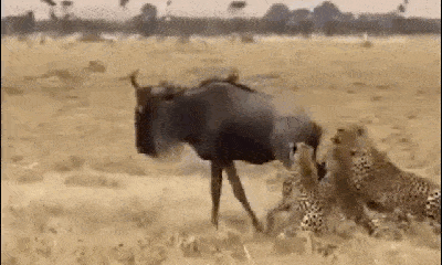Video: Báo săn liều lĩnh tấn công linh dương đầu bò, kết quả bị đá sưng mặt