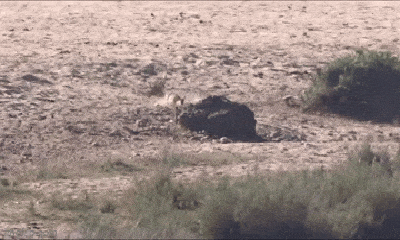 Video: Linh dương Impala tự dâng mình cho sư tử háu đói
