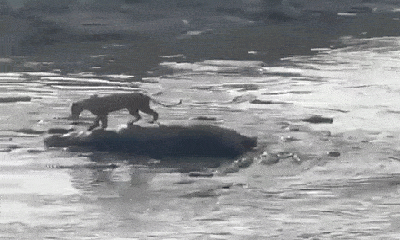 Video: Sư tử bức tốc, trốn thoát khỏi vòng vây của 40 con cá sấu một cách ngoạn mục