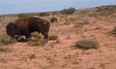 Video: Lân la gần đàn bò rừng, người phụ nữ bị húc văng vô bụi rậm