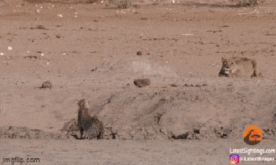 Video: Tưởng dễ săn báo gấm non, sư tử cái nhận cái kết bẽ bàng