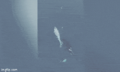 Video: Cá voi sát thủ trắng siêu hiếm xuất hiện ở California