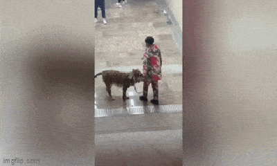 Video: Sự thật hài hước về “chú hổ” được nam thanh niên dắt đi dạo phố
