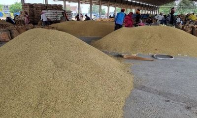 Ấn Độ lại cấm xuất khẩu cám gạo trích ly, doanh nghiệp Việt cần làm ngay điều này