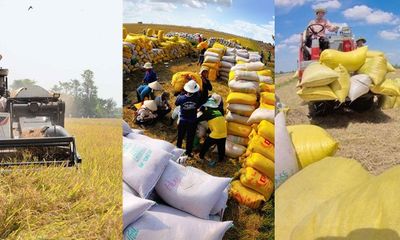 Giá gạo xuất khẩu Việt Nam vẫn cao nhất thế giới 