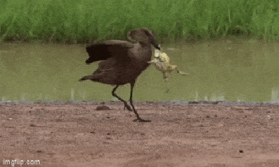 Video: Ếch nhỏ bé đánh đuổi chim khổng lồ khiến người xem kinh ngạc