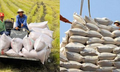Một nước Đông Nam Á mua gạo Việt Nam nhiều nhất trong tháng 9