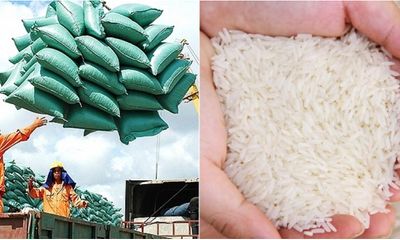 Giá gạo xuất khẩu Việt Nam lập kỷ lục cao nhất trong 10 năm qua