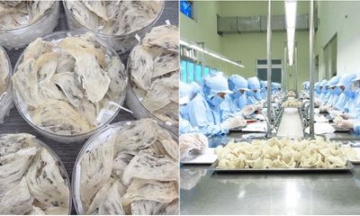 Tổ yến sạch của Việt Nam lần đầu được xuất khẩu vào Trung Quốc