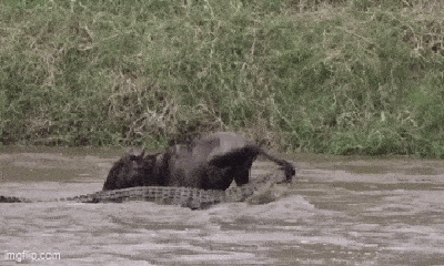 Video: Linh dương đầu bò bị cá sấu tấn công và cái kết bất ngờ