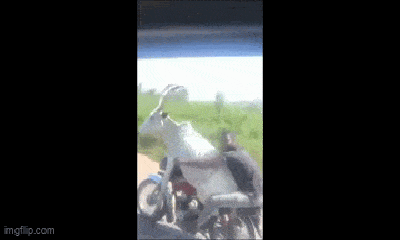 Video: Người đàn ông lái xe máy để bò ngồi phía trước, ai chứng kiến cũng phải phì cười