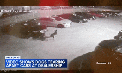 Video: 5 ô tô bị phá nát trong đêm, chủ cửa hàng ngã ngửa khi biết thủ phạm