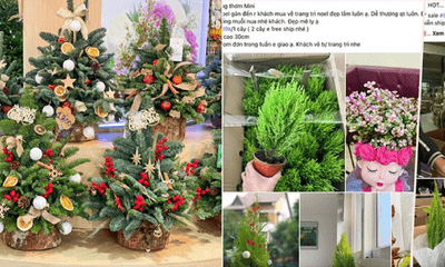 Tùng thơm mini, cây thông nhập khẩu giá rẻ hút khách mùa Giáng sinh