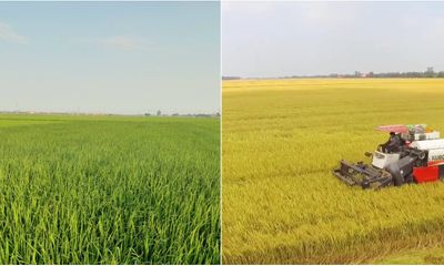 Phê duyệt đề án 1 triệu ha lúa chất lượng cao: Người nông dân trồng lúa lãi trên 50%