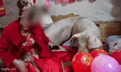 Video: 3 con lợn đại náo phòng tân hôn, lao lên giường có cô dâu đang ngồi