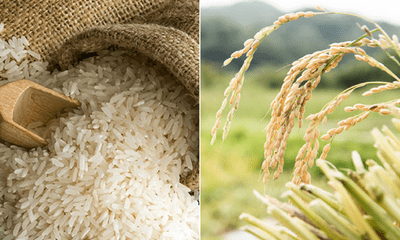 Nga gia hạn cấm xuất khẩu gạo đến giữa năm 2024