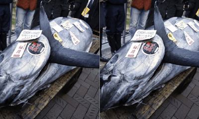 Đấu giá cá ngừ khổng lồ ở Nhật Bản giá 19 tỷ đồng