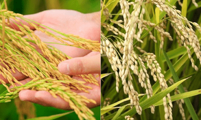 Mới đầu năm, nông dân phấn khởi vì giá lúa cao, doanh nghiệp xuất khẩu “trúng lớn”