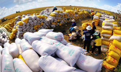 Một quốc gia châu Âu tăng mua gạo của Việt Nam gấp 185 lần