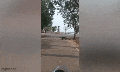 Video: Cá sấu khổng lồ “dạo chơi” trên phố khiến người dân kinh ngạc