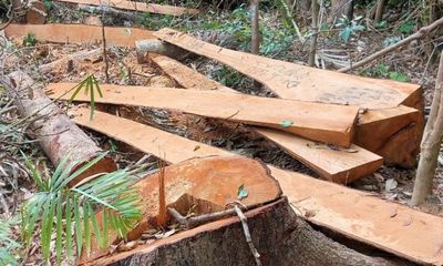 Gia Lai: Phát hiện hàng loạt cây rừng tự nhiên bị đốn hạ trái phép