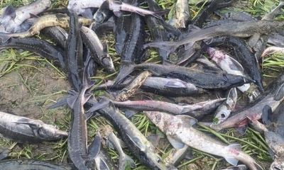 Lai Châu: Lũ quét cuốn trôi hàng chục tấn cá tầm 