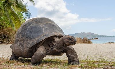 Video: Bất ngờ về tuổi thọ của Rùa khổng lồ và những sinh vật sống lâu bậc nhất Trái Đất