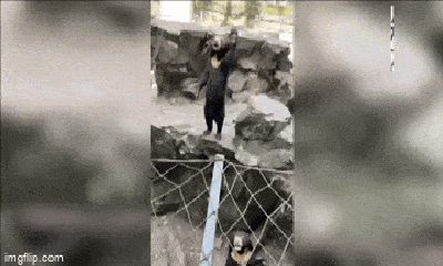 Video: Nghi vấn người đóng giả gấu ở vườn thú Trung Quốc: Nhận định của chuyên gia