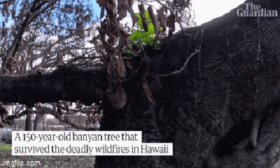 Video: Cây đa 150 tuổi hồi sinh sau vụ cháy rừng kinh hoàng ở Hawaii