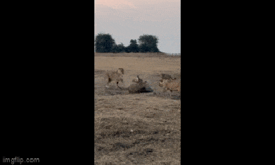 Video: Cá sấu vùng vẫy đối diện sự tấn công của bầy sư tử và cái kết 