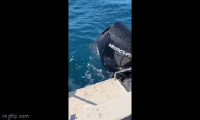 Video: Nghẹt thở giây phút cá mập khổng lồ tấn công cướp cá ngừ của người đi câu