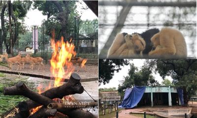 Công viên Thủ Lệ đốt lửa 24/24 sưởi ấm cho động vật trong những ngày rét đậm, rét hại