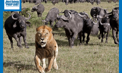 Video: Bị trâu rừng truy sát, sư tử may mắn thoát chết nhờ màn 