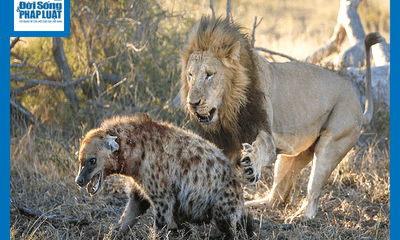 Video: Cả gan dòm ngó bữa ăn của đàn sư tử, linh cẩu nhận kết đắng