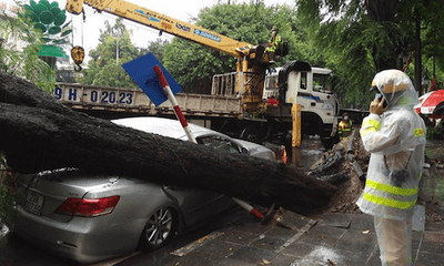 Hà Nội: Cây cổ thụ bật gốc, đè bẹp ô tô Camry dưới trời mưa lớn