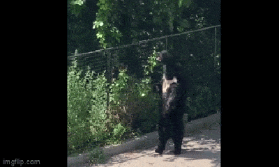 Video: Gấu đen lững thững đi bằng 2 chân khiến ai nấy 