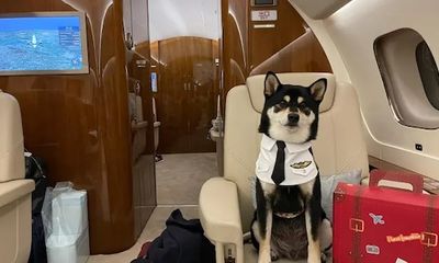 Người dân Hong Kong thuê máy bay phản lực đưa thú cưng ra nước ngoài 