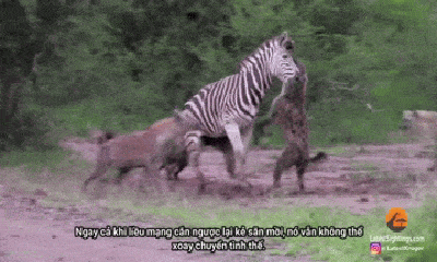 Video: Ngựa vằn phải bỏ cuộc khi đối mặt trước đàn linh cẩu đói ăn