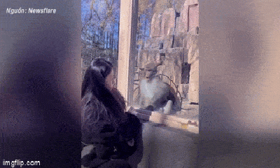 Video: Khoảnh khắc chú khỉ hoảng hốt khi thấy 