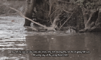 Video: Mải mê uống nước, linh dương đầu bò bị cá sấu tấn công trong 