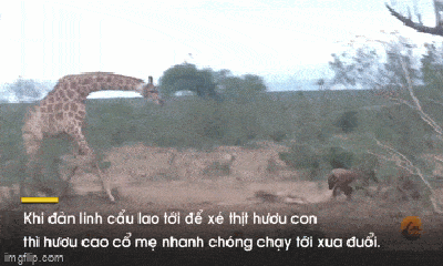Video: Hươu cao cổ xua đuổi bầy linh cẩu để bảo vệ xác con