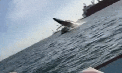 Video: Thuyền suýt bị lật vì cú nhào lộn của cá voi lưng gù