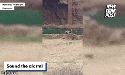 Video: Voi nhanh trí giúp linh dương thoát chết trong gang tấc